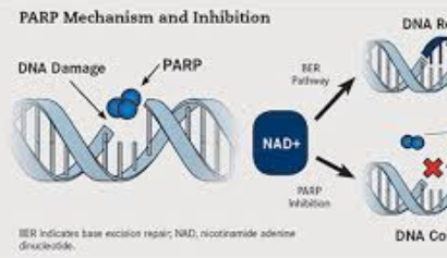 雷莫芦单抗：PD1后的抗癌神药-PARP抑制剂！