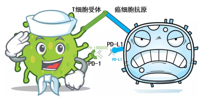免疫治疗PD-1和PD-L1哪个抗癌效果更好？