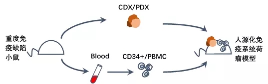 用PBMC人源化免疫系统小鼠进行双抗药物研发创新！