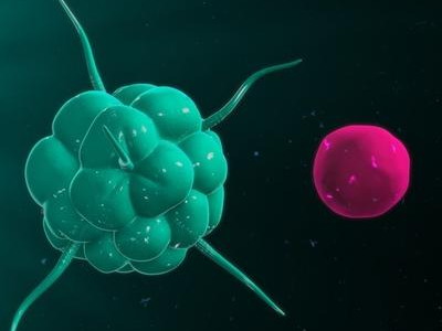 有研究发现CAR巨噬细胞新疗法可对抗实体肿瘤！