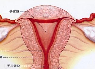 化疗药物是治疗卵巢癌治标不治本的方法！